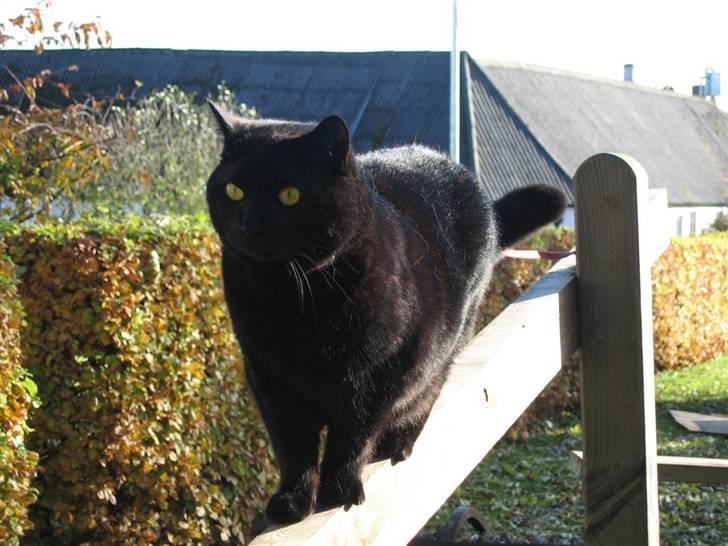 British Shorthair Amos - Skinnende pels ! hva? billede 5