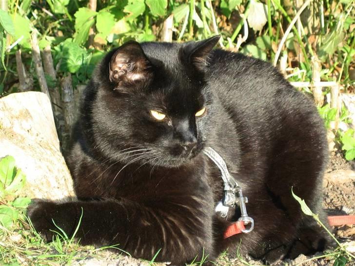 British Shorthair Amos - Man ligger godt i solen billede 10