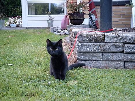 British Shorthair Amos - En af de første gange han gik i snor. billede 13