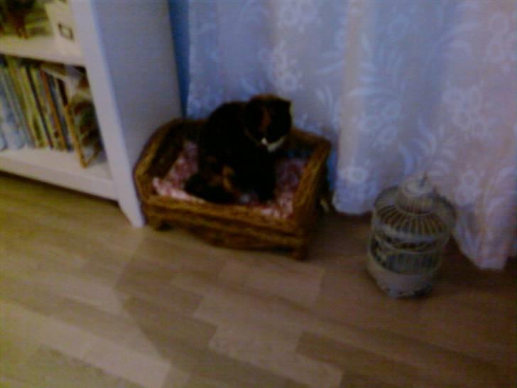 Blanding af racer Mette - min prinsesse billede 4