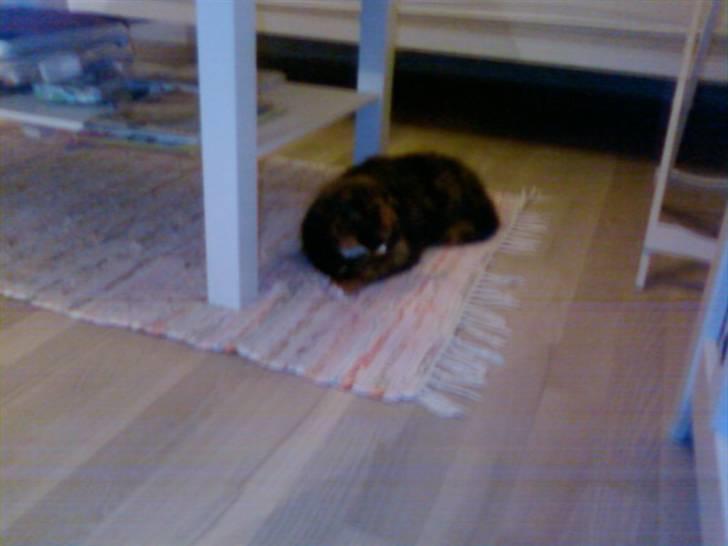 Blanding af racer Mette billede 5