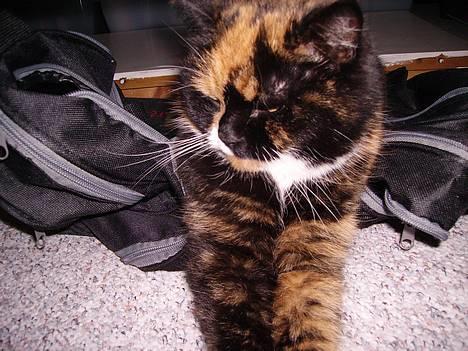 Blanding af racer Mette billede 6