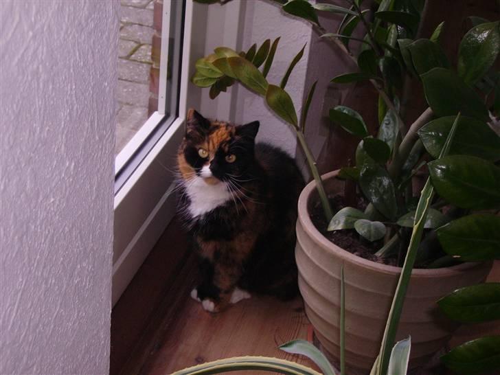 Blanding af racer Mette billede 7