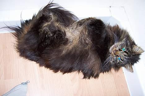 Blanding af racer Mie - hun ligger tit ret sjovt:) billede 5