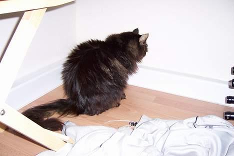 Blanding af racer Mie - gå med dig gider ikke du tager flere billeder:( billede 6