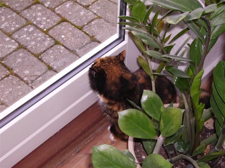 Blanding af racer Mette billede 8