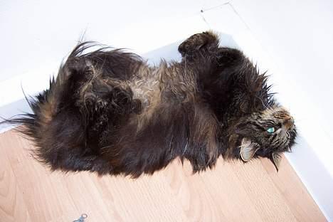 Blanding af racer Mie billede 7