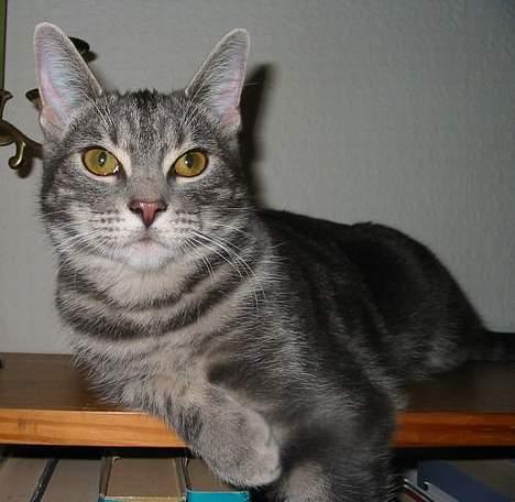 Huskat Akeleje billede 12