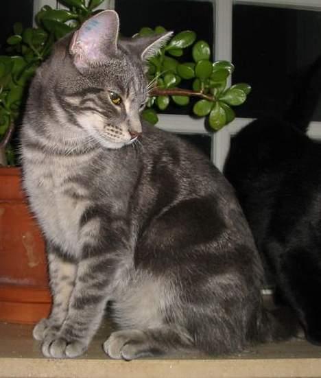 Huskat Akeleje billede 13