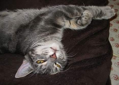 Huskat Akeleje billede 14