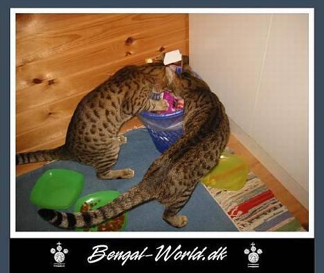 Bengal : Ricco  - Ricco & Brormand Bjarkke laver ulykker... billede 17