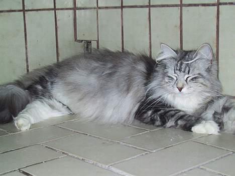 Norsk Skovkat DK Silver Heart's Chaia - Tre dage før hun fødte sit første kuld. 5 flotte killinger blev det;-)))) billede 7