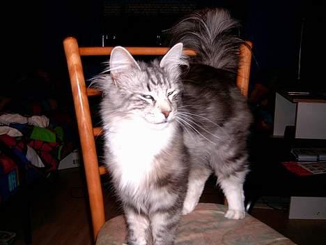 Norsk Skovkat DK Silver Heart's Chaia - Sikke en forskel et par år gør. Her er Chaia lige omkring 1 år. Jeg troede aldrig hun ville udvikle pels, men det er heldigvis kommet. billede 8