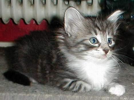 Norsk Skovkat DK Silver Heart's Chaia - Her er hun en bette pige på ca. 6 uger billede 9