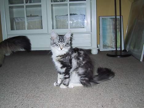 Norsk Skovkat DK Silver Heart's Chaia - Chaia 14 uger billede 10