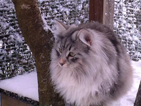 Norsk Skovkat DK Silver Heart's Chaia - Chaia har det helt store overblik over  løbegården. billede 11