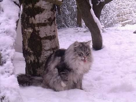 Norsk Skovkat DK Silver Heart's Chaia - Puuuha hvor er sneen kold billede 12