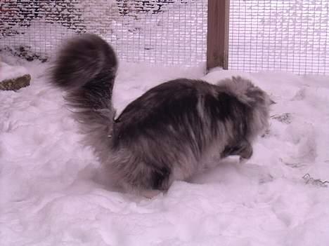 Norsk Skovkat DK Silver Heart's Chaia - Jeg tror der er en mus lige her billede 13