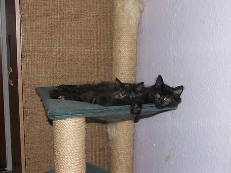 Norsk Skovkat DK Missies Papaya *SALG* - søstrene Papaya og Pitanga billede 7