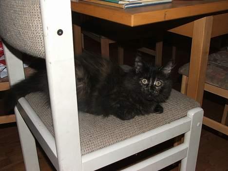 Norsk Skovkat DK Missies Papaya *SALG* - Med øjne så stoooore som møllehjul *GGG* billede 8