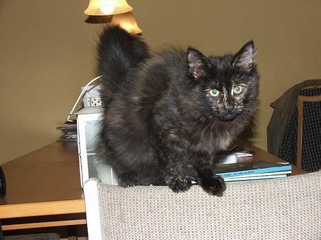 Norsk Skovkat DK Missies Papaya *SALG* - Papaya er meget god til at balancere på stoleryggen. billede 9