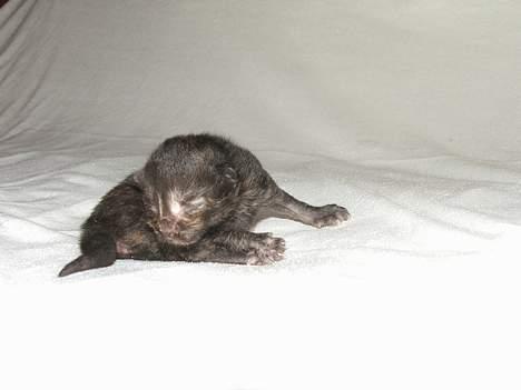 Norsk Skovkat DK Missies Papaya *SALG* - Kun en uge gammel *suuk* billede 10