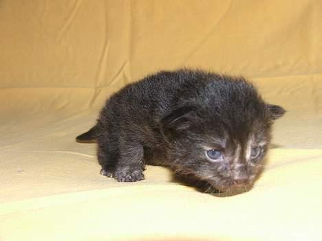 Norsk Skovkat DK Missies Papaya *SALG* - 2 uger gammel billede 11