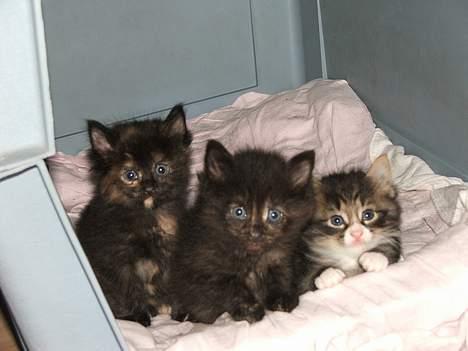 Norsk Skovkat DK Missies Papaya *SALG* - Her sidder jeg mellem søster og bror billede 12