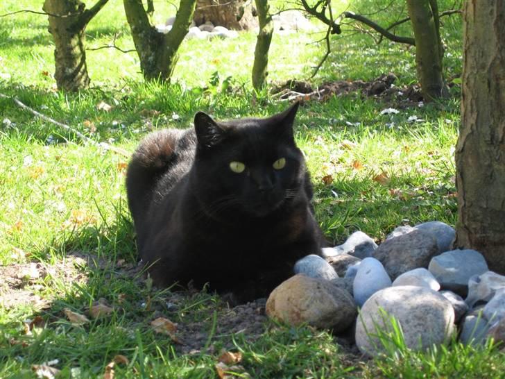 British Shorthair Amos - Er jeg bare ikke den flotteste sorte Brite på vejen ? billede 17