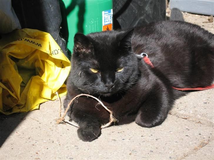 British Shorthair Amos - Vi tager lige en slapper i skuret. billede 18