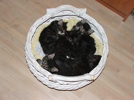 Norsk Skovkat DK Missies Papaya *SALG* - En kurvfuld killinger. Papaya er selvfølgelig "presset" helt ud i siden ;-) billede 13