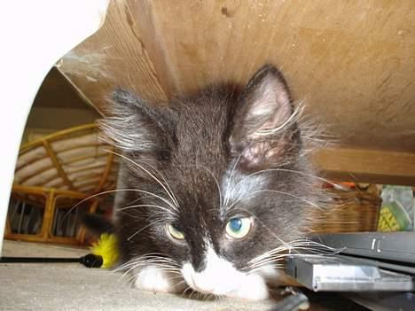 Norsk Skovkat Dizel - Dizel på en af hans mange yndlingspladser. Under bordet tæt på brændovnen. billede 3
