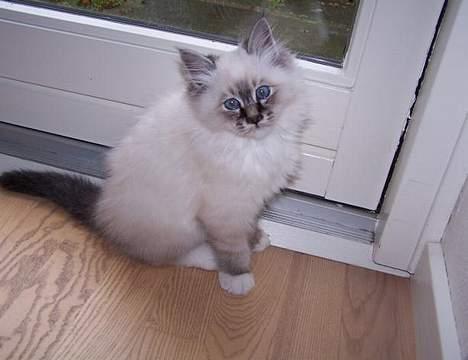 Hellig Birma Bastian billede 1