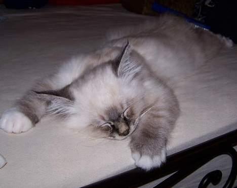 Hellig Birma Bastian - Det er hårdt at komme til et nyt hjem :o billede 2