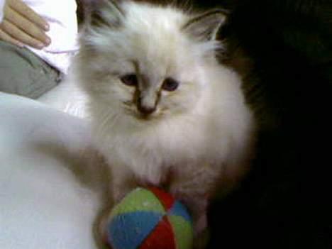 Hellig Birma Bastian billede 3