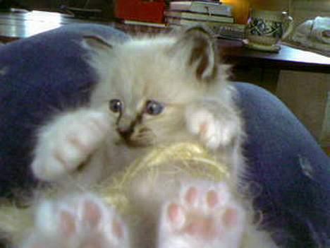 Hellig Birma Bastian - Lille bandit :D billede 4