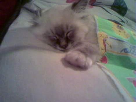 Hellig Birma Bastian - Med dyne :D billede 5