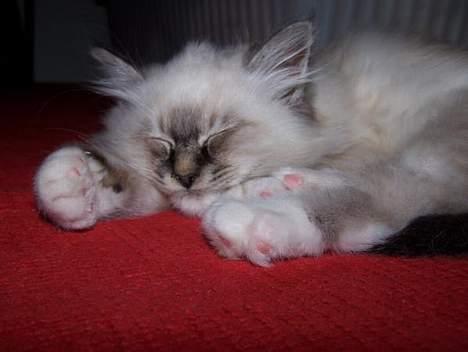 Hellig Birma Bastian - Sovetryne ;D billede 6