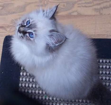 Hellig Birma Bastian - Hmm :P billede 7