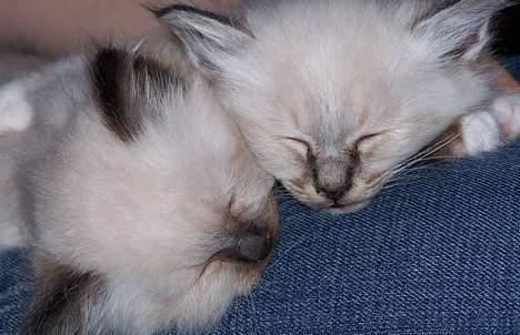 Hellig Birma Bastian - Med hans søster , hos sin gamle ejer :D billede 8