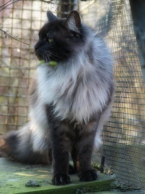 Maine Coon Ankicoons Vesuvius R.I.P. - Lækker lækker billede 3