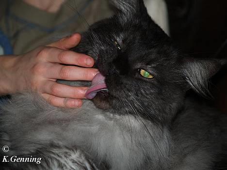 Maine Coon Ankicoons Vesuvius R.I.P. - Mmmm Patrick´s fingre smager godt! billede 4