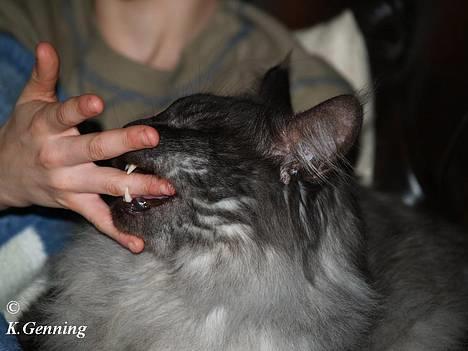 Maine Coon Ankicoons Vesuvius R.I.P. - Tror lige jeg tager en bid ;o) men ikke hårdt, det må jo ikke gøre ondt på min gode ven :o) billede 5