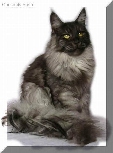 Maine Coon Ankicoons Vesuvius R.I.P. - Suvi´s Mor billede 6