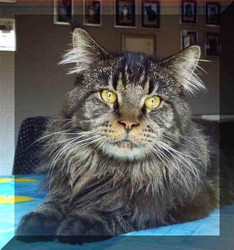 Maine Coon Ankicoons Vesuvius R.I.P. - Suvi´s Far billede 7