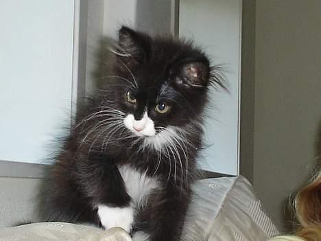 Norsk Skovkat Dizel - Tror nok han ser efter min hånd der er ude for billeder:D billede 7