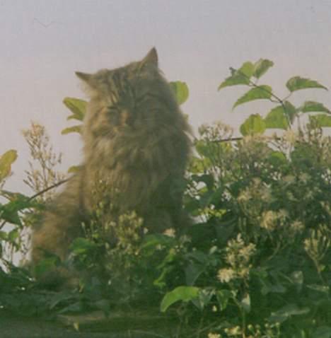 Maine Coon Balou billede 1