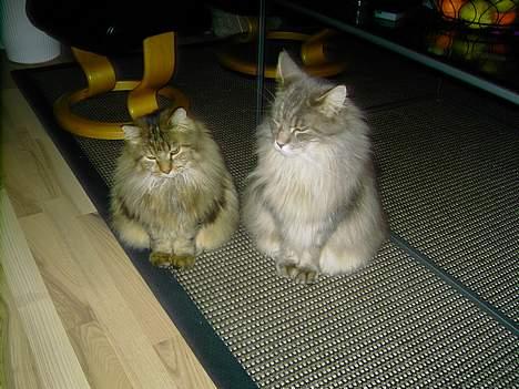 Maine Coon Balou billede 2