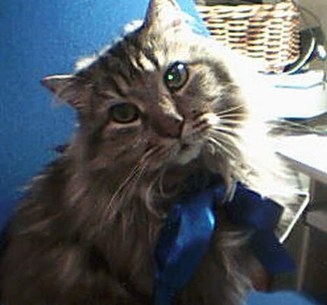 Maine Coon Balou billede 3