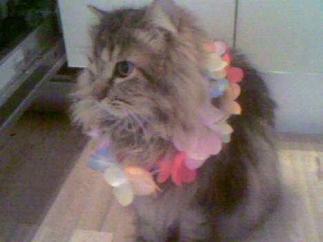 Maine Coon Balou billede 4